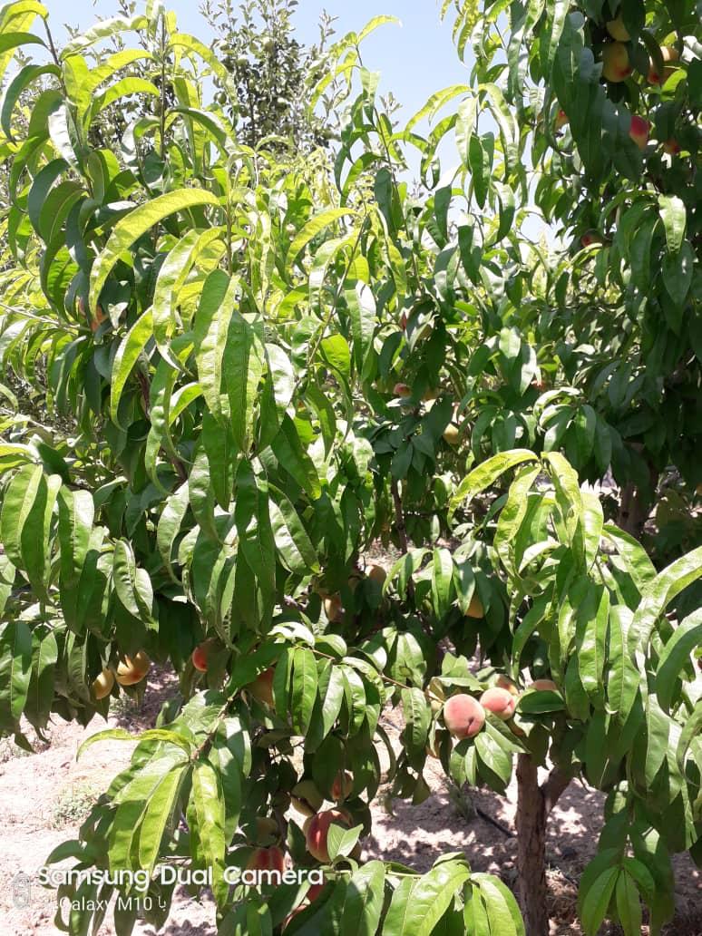 اجاره اقامتگاه بوم گردی میشاند در مرند