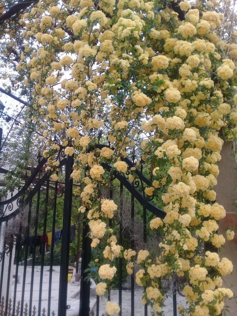 اجاره اقامتگاه بوم گردی باغ شریف در بافت