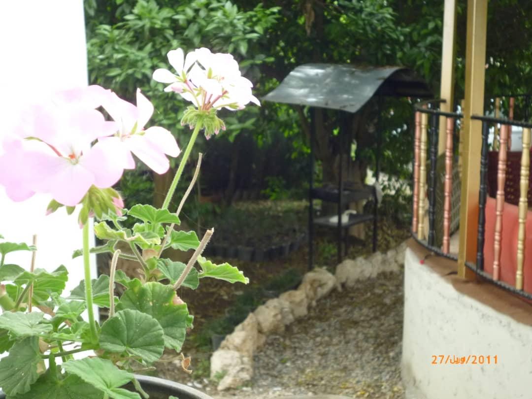 اجاره روزانه ویلای جنگلی در کتالم