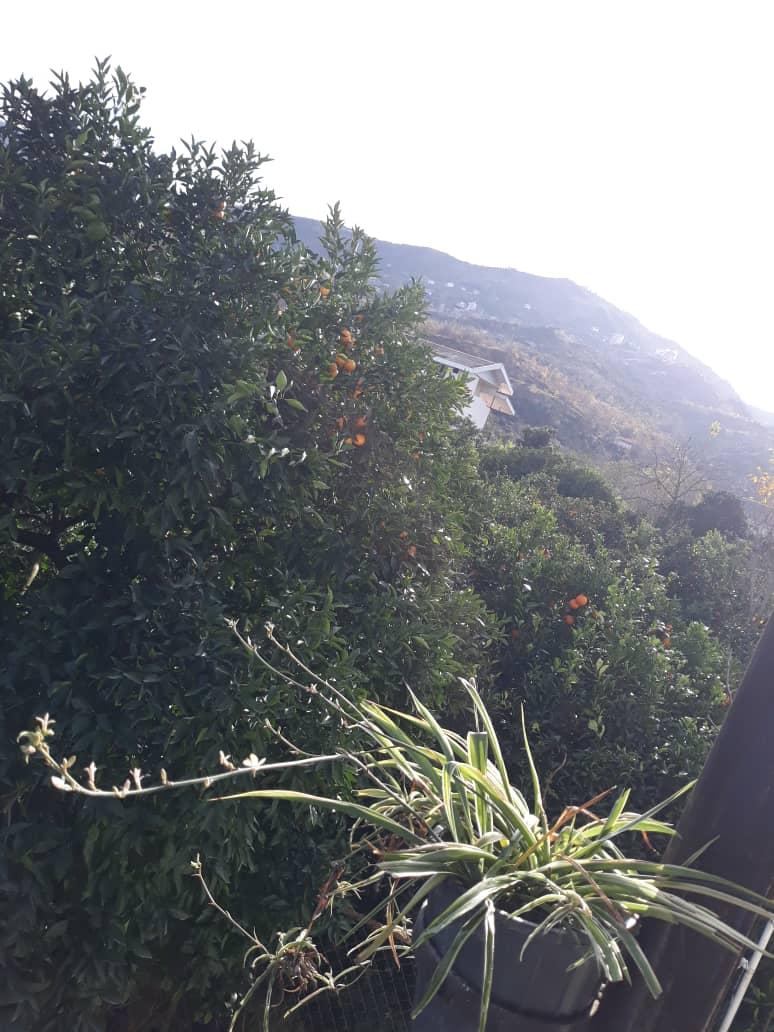 اجاره روزانه ویلای جنگلی در کتالم