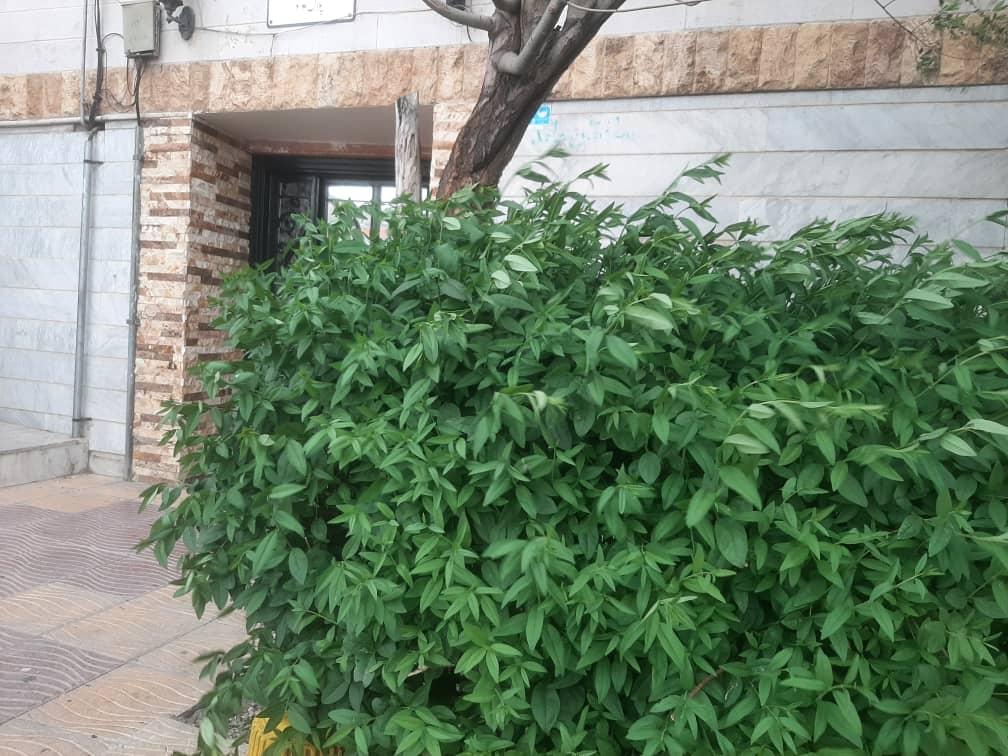 اجاره روزانه آپارتمان مبله شمال تهران