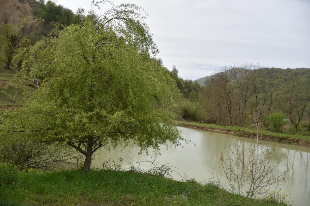 اجاره کلبه جنگلی لب آب در روستای نکا