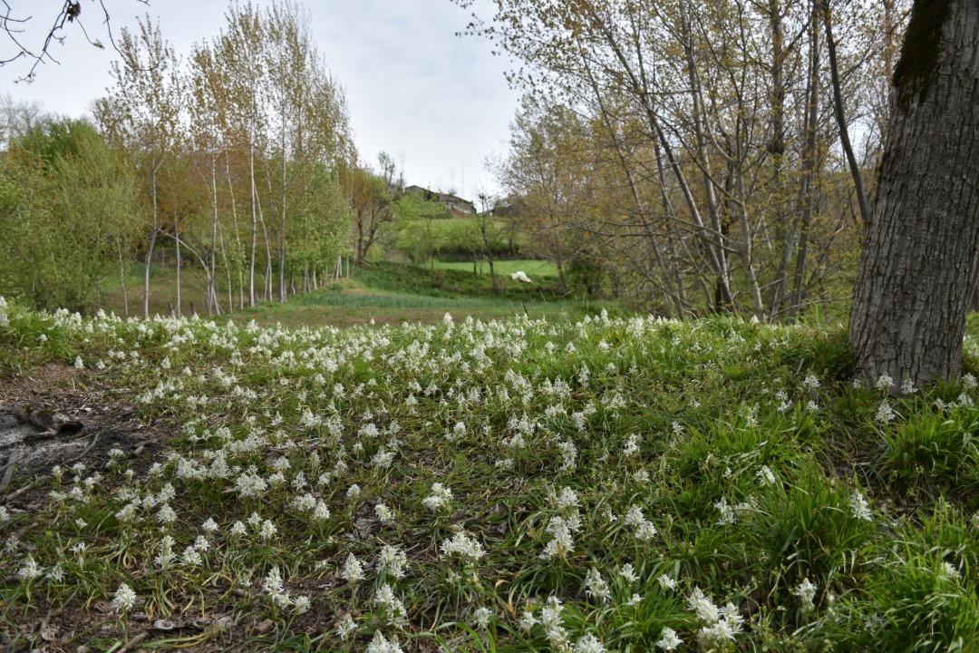 اجاره کلبه جنگلی لب آب در روستای نکا