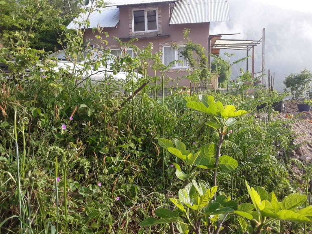 ویلای تراس دار با ویو جنگل و ابر ومه