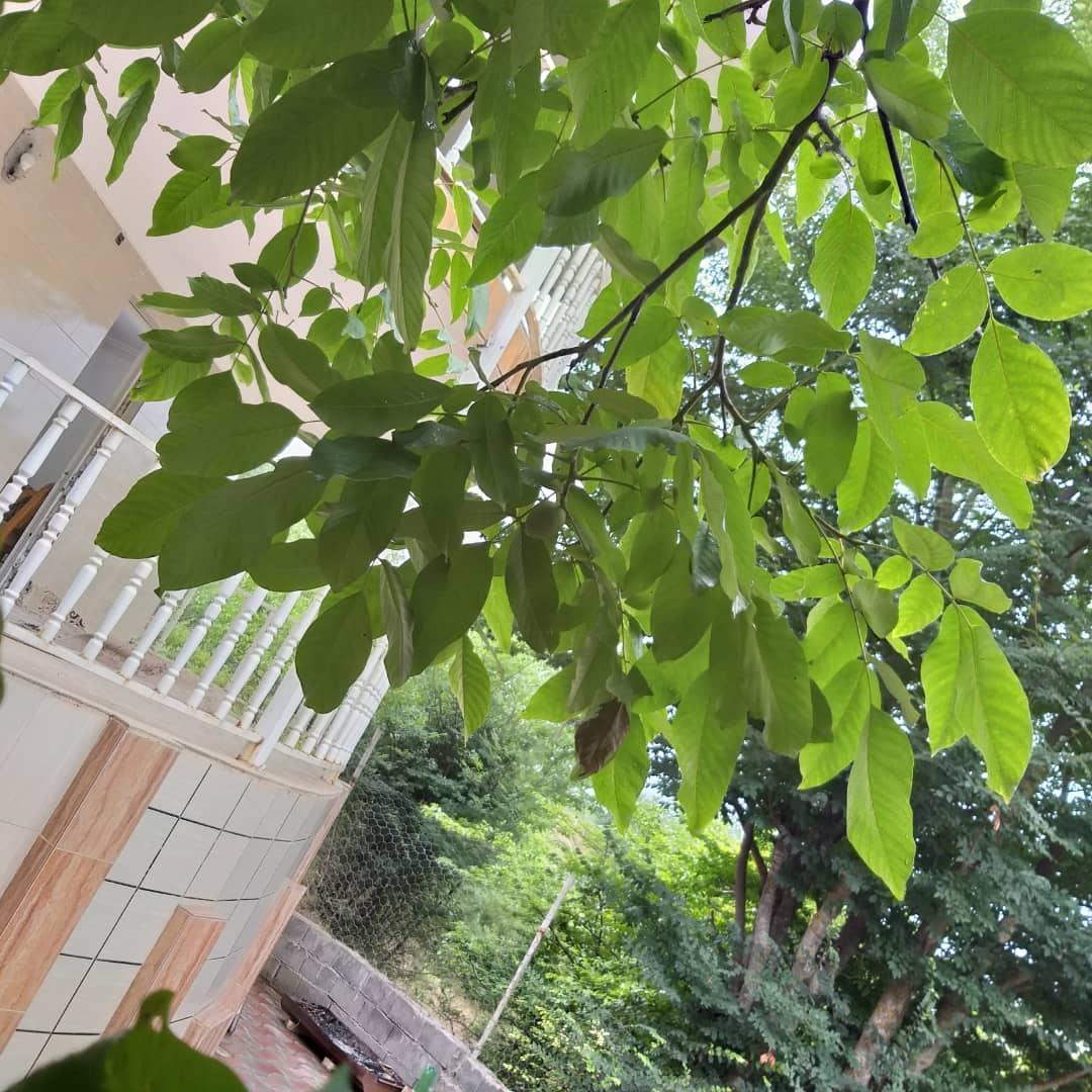 اجاره روزانه ویلا جنگلی در روستای لوکال چلی