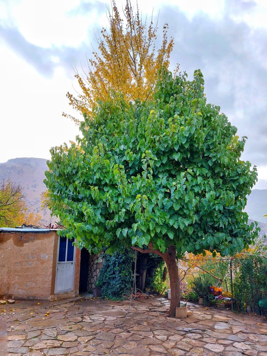 اجاره خانه روستایی در مارگون فارس