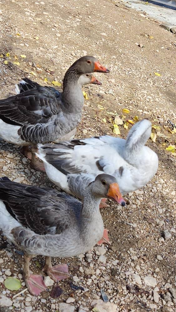 اجاره خانه روستایی در مارگون فارس