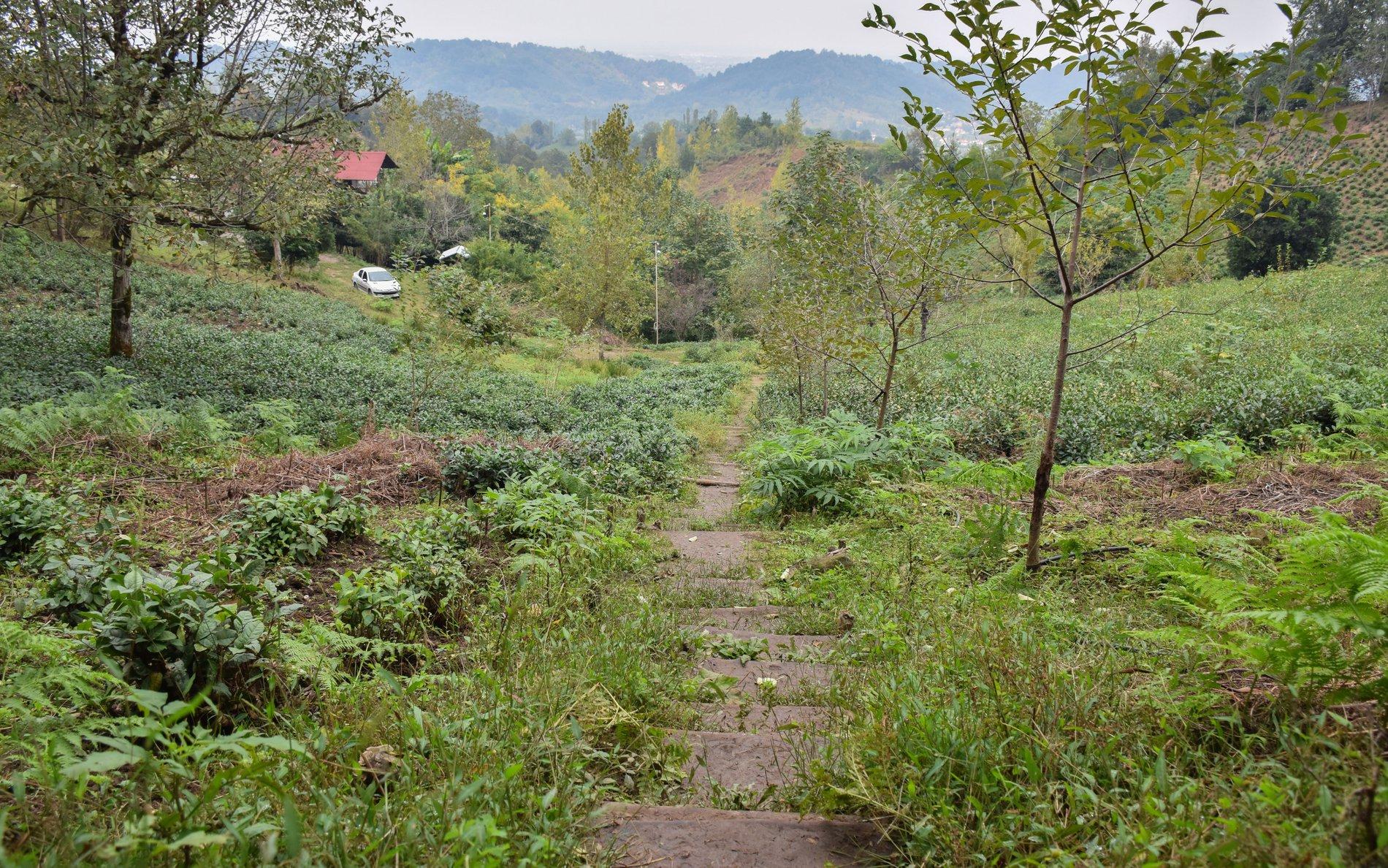 اجاره کلبه چوبی جنگلی در لاهیجان