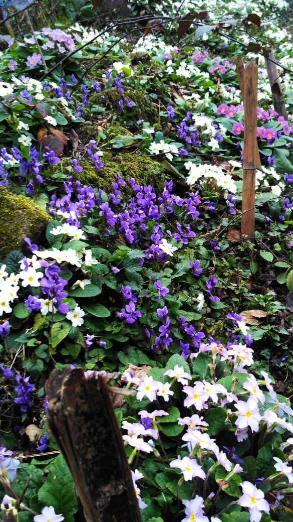 رزرو سوئیت دو خوابه جنگلی در رامسر