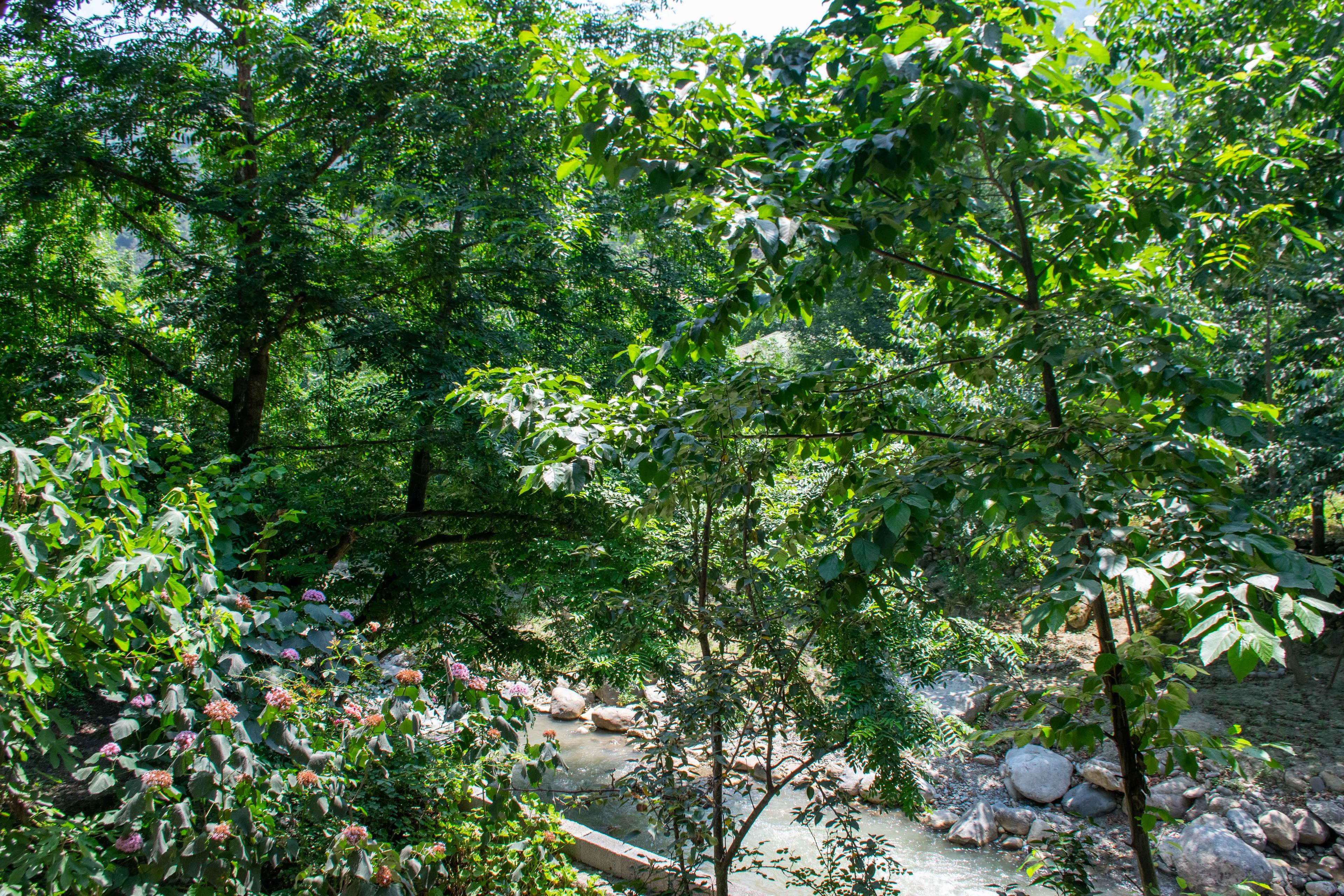 اجاره واحد جنگلی لب رودخونه در ماسال