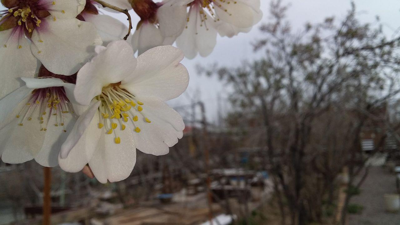 اجاره اقامتگاه بوم گردی ثامن در فردوس