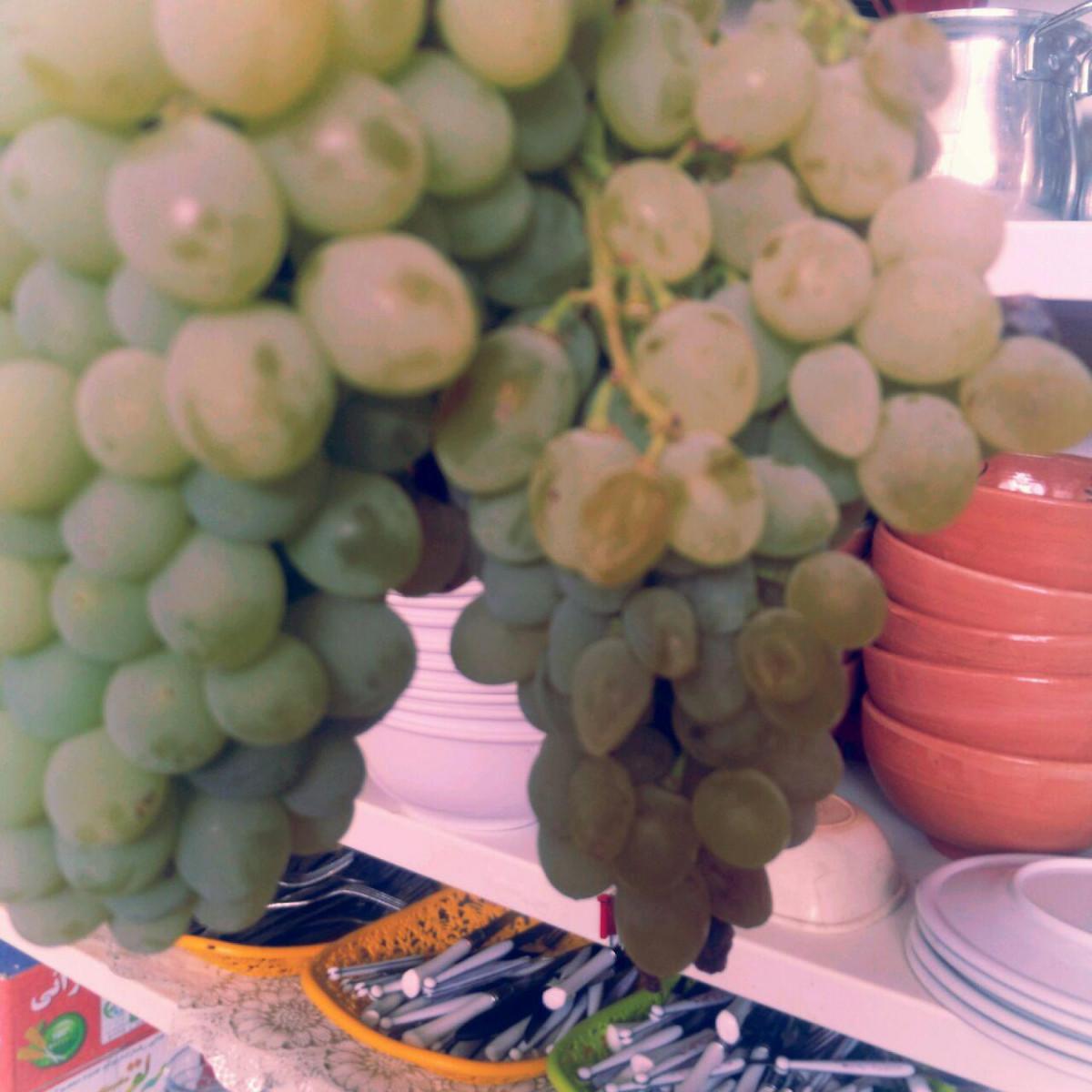 اجاره اقامتگاه بوم گردی ثامن در فردوس