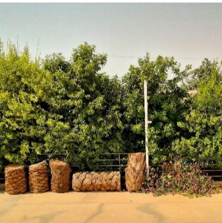 دوگ دلارام سوئیت ساحل