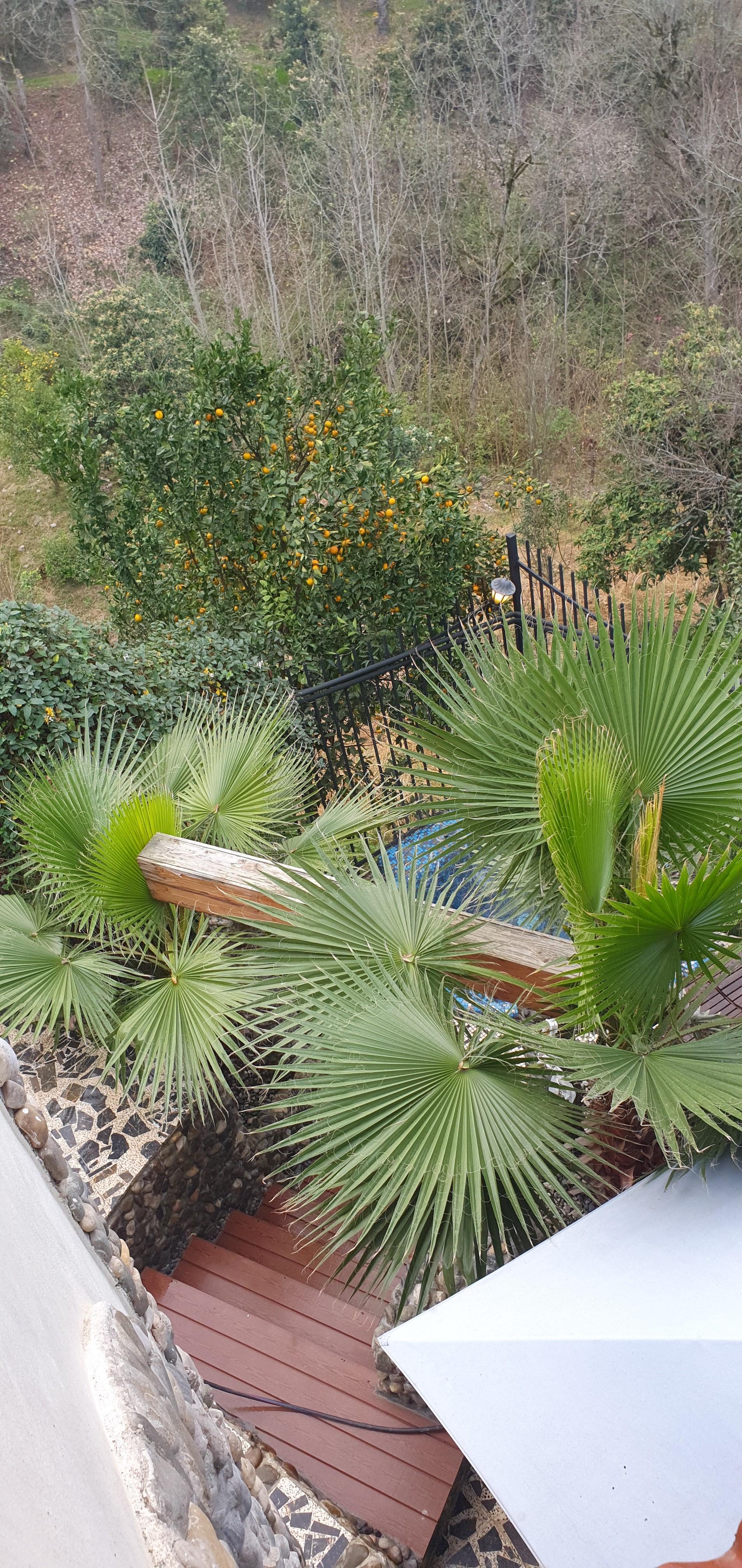 اجاره ویلا چوبی در رامسر با جکوزی