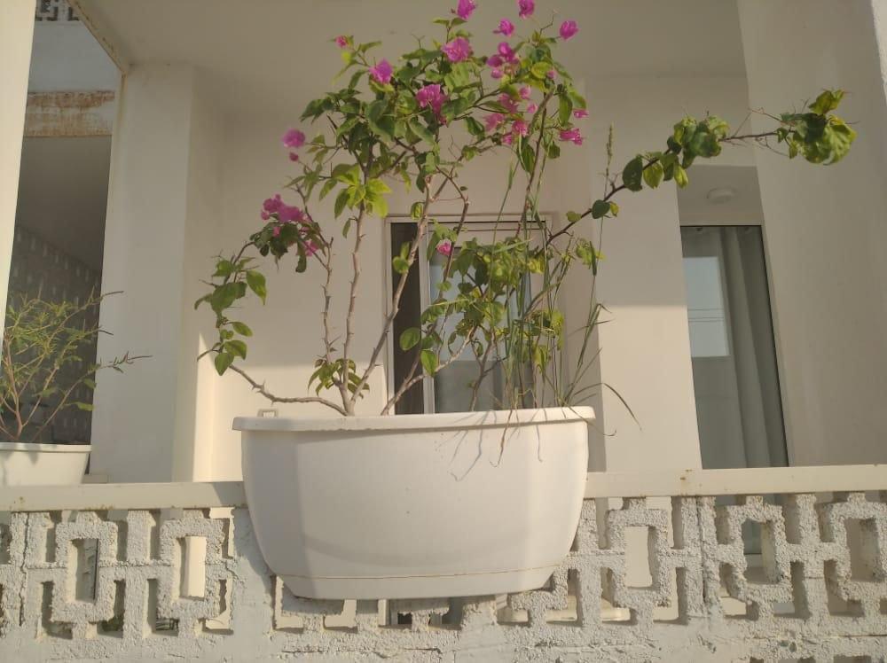 اقامتگاه بادگیر سفید در جزیره هنگام