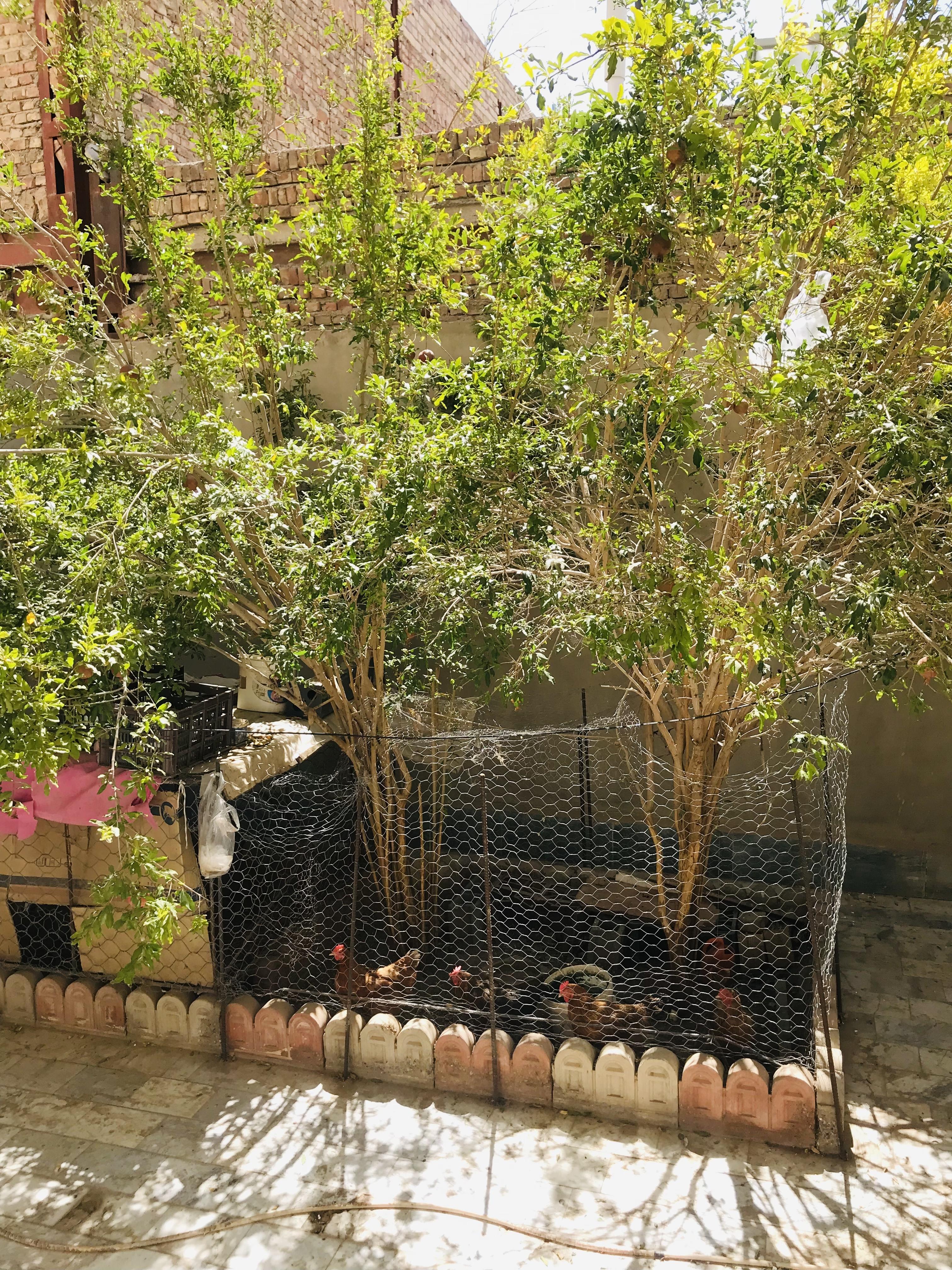 اجاره روزانه منزل ویلایی در زاهدان