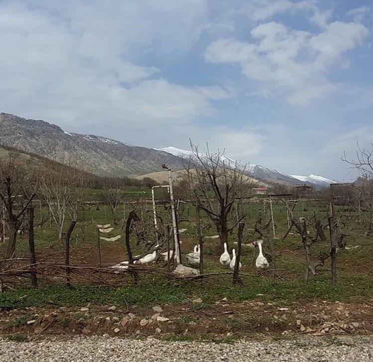 اجاره اقامتگاه بوم گردی کلدر در خرم آباد