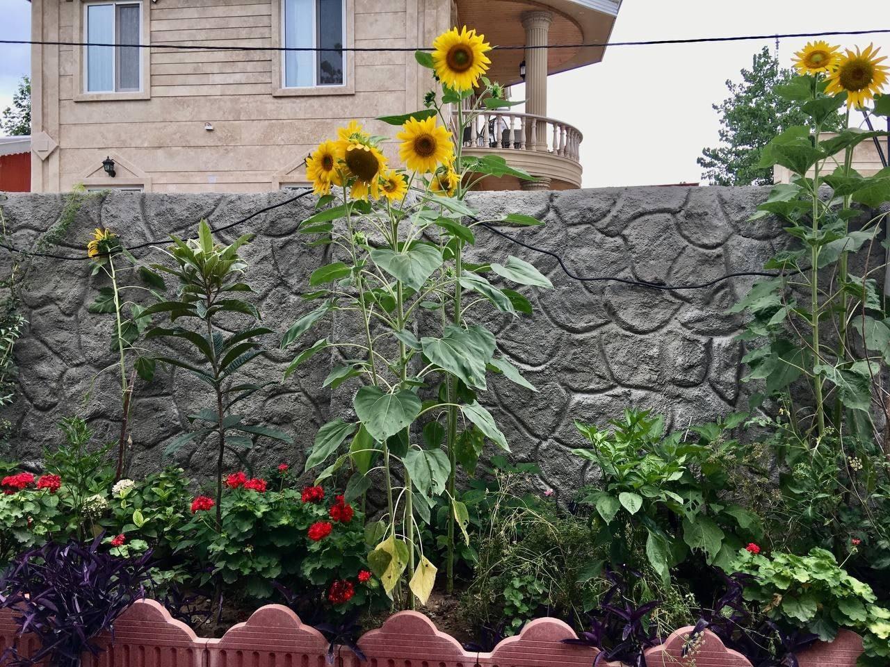 ویلای ساحلی دو خوابه تیجا - میجا