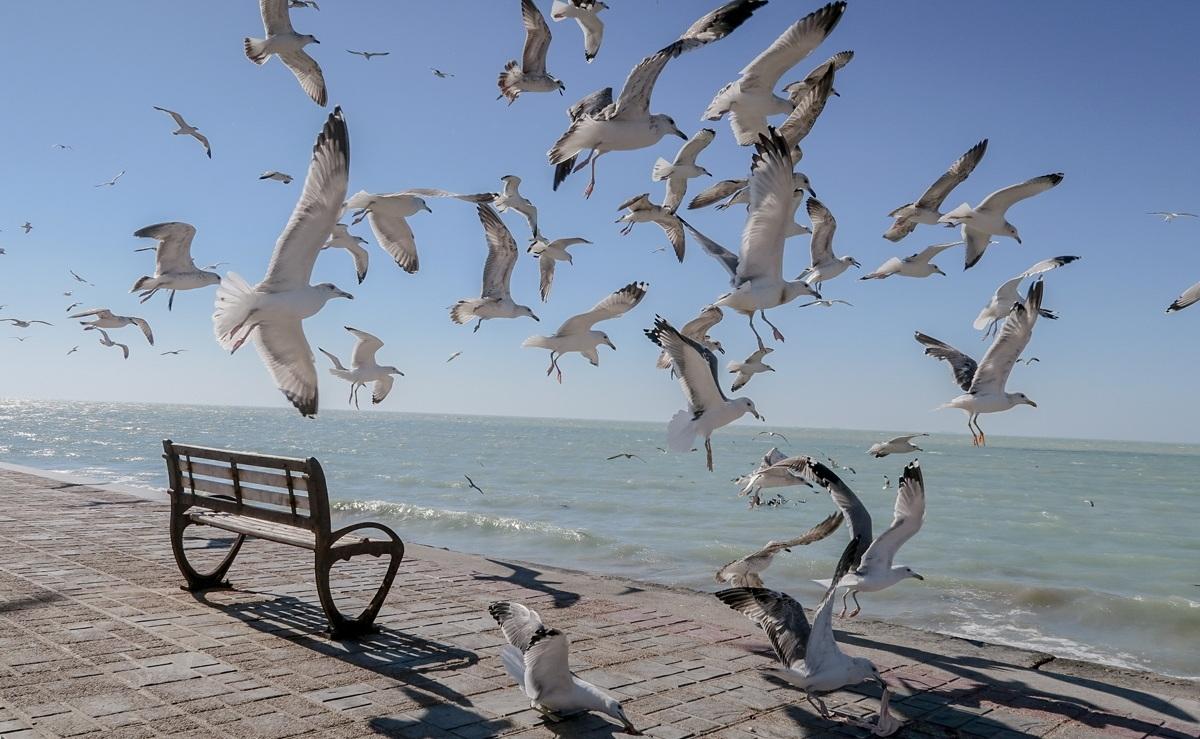 منزل کنار دریا خلیج فارس بافت قدیم