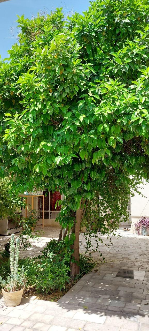 منزل روزانه در شیراز