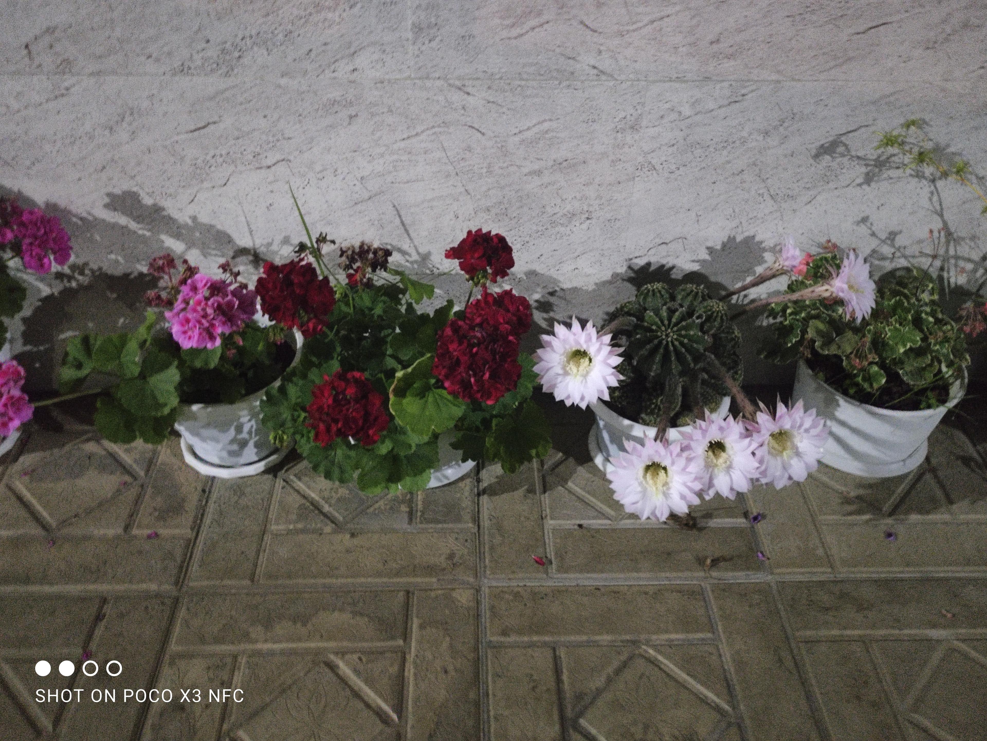 اجاره روزانه ویلا جنگلی در ماسال