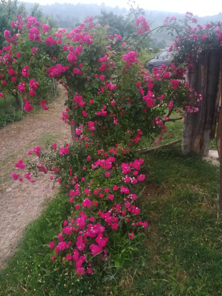 اقامتگاه بوم گردی عمارت تابان ساری