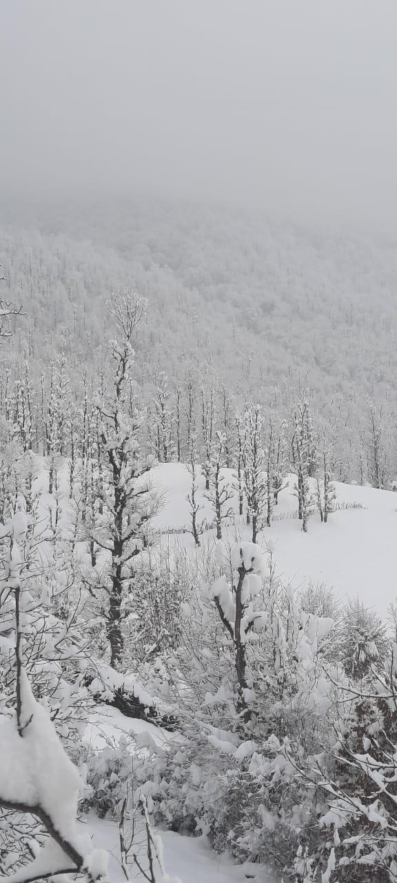 ویلا جنگلی آپادانا روستای استخرگاه