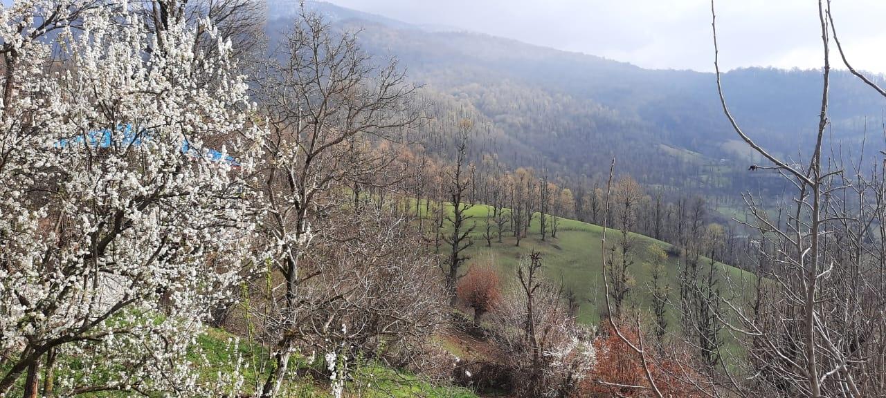 ویلا جنگلی آپادانا روستای استخرگاه
