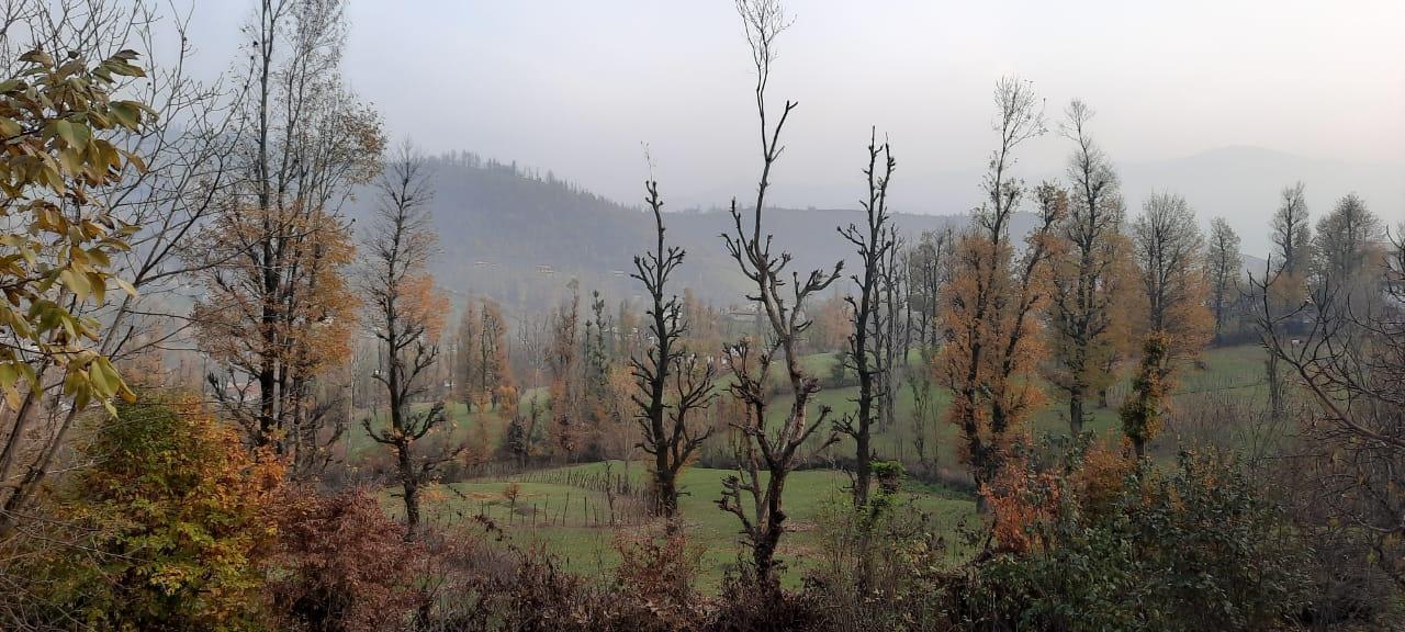 سوئیت جنگلی آپادانا روستای استخرگاه - واحد دو