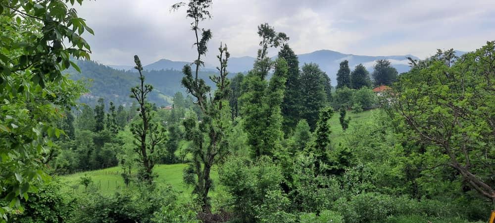 سوئیت جنگلی آپادانا روستای استخرگاه - واحد دو