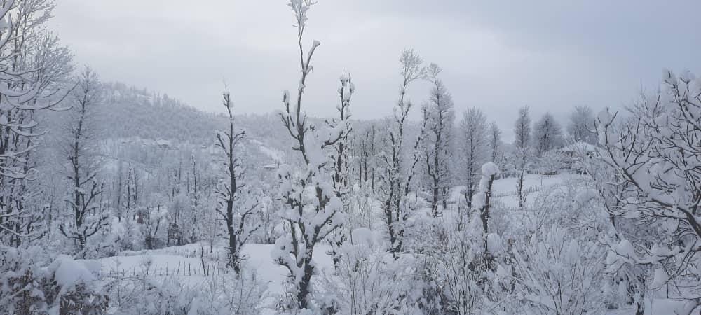 سوئیت جنگلی آپادانا روستای استخرگاه - واحد دو