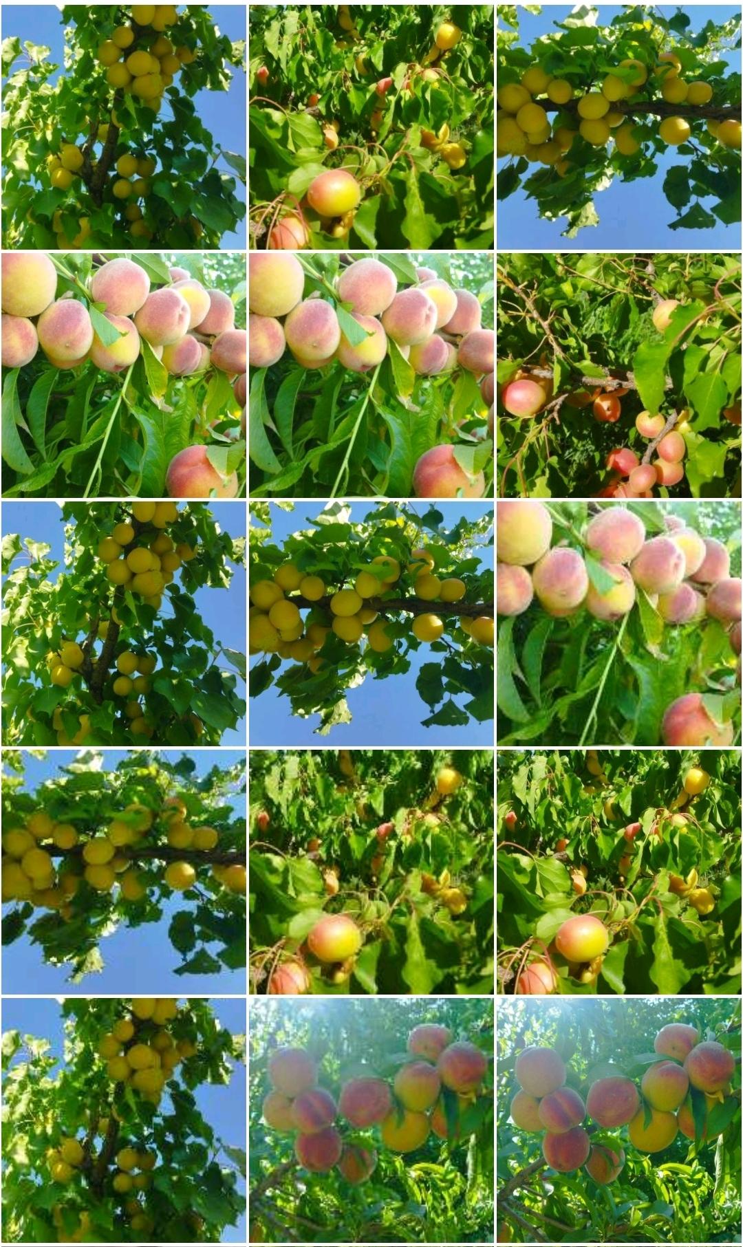 باغ ویلا دو خوابه آبشار آب سفید در الیگودرز