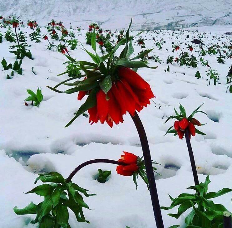 باغ ویلا دو خوابه آبشار آب سفید در الیگودرز