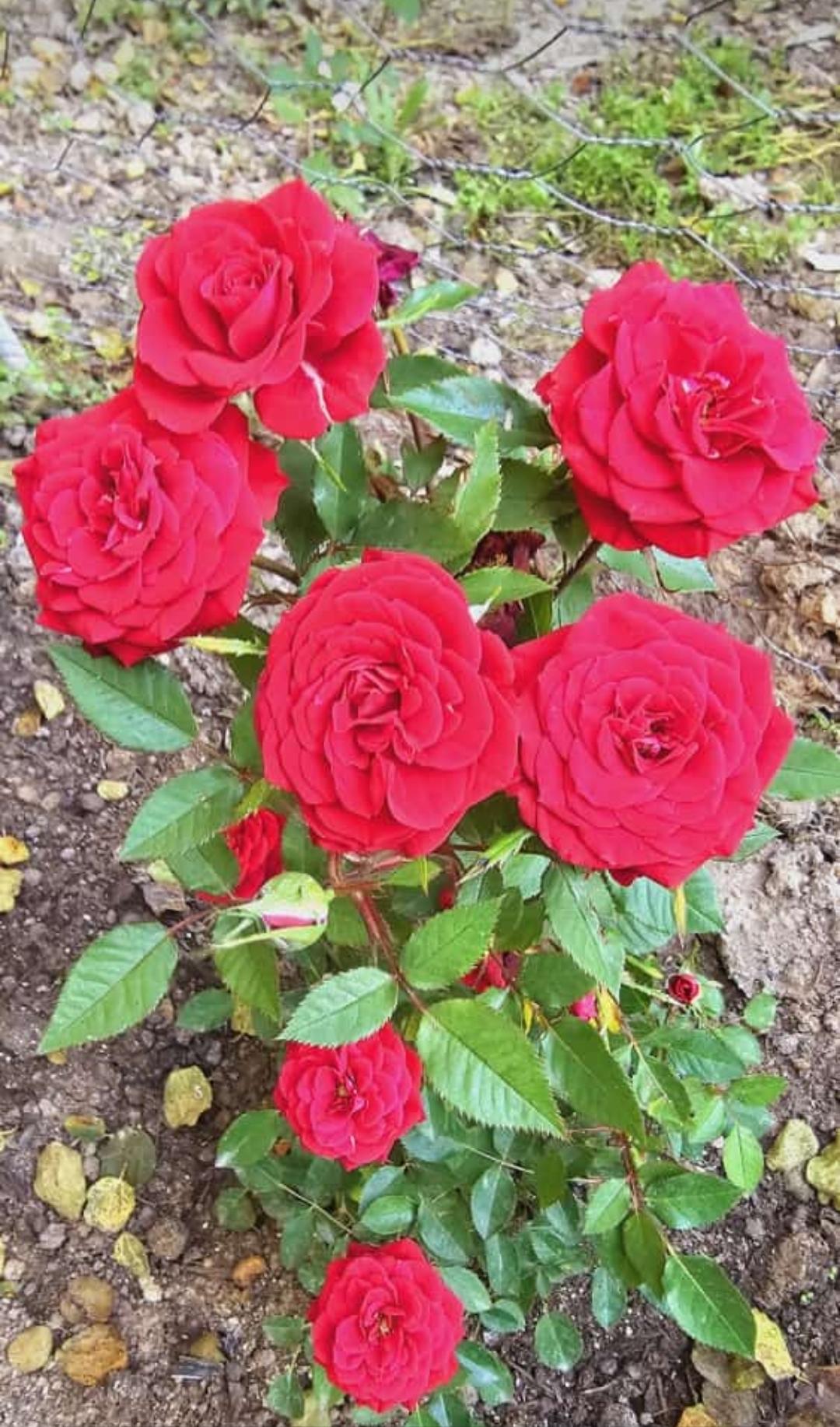 باغ ویلا دو خوابه آبشار آب سفید در الیگودرز