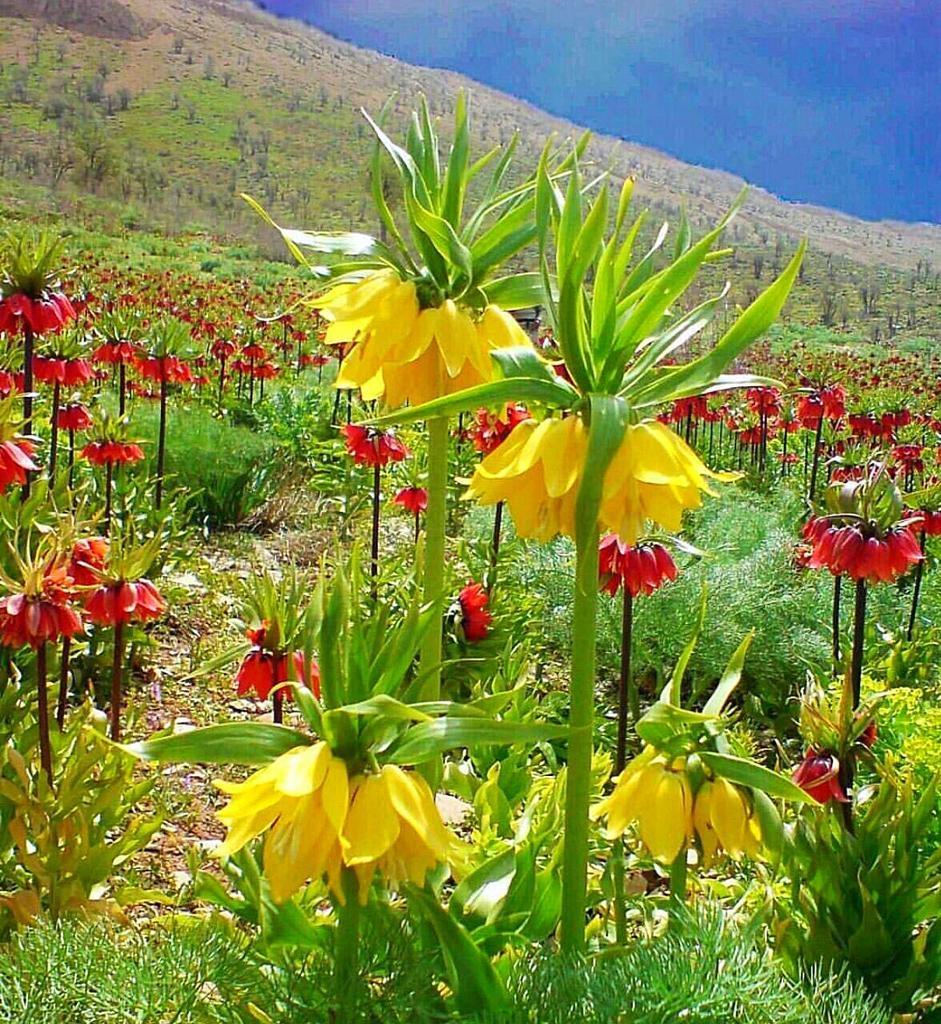 باغ ویلا دو خوابه آبشار آب سفید در الیگودرز