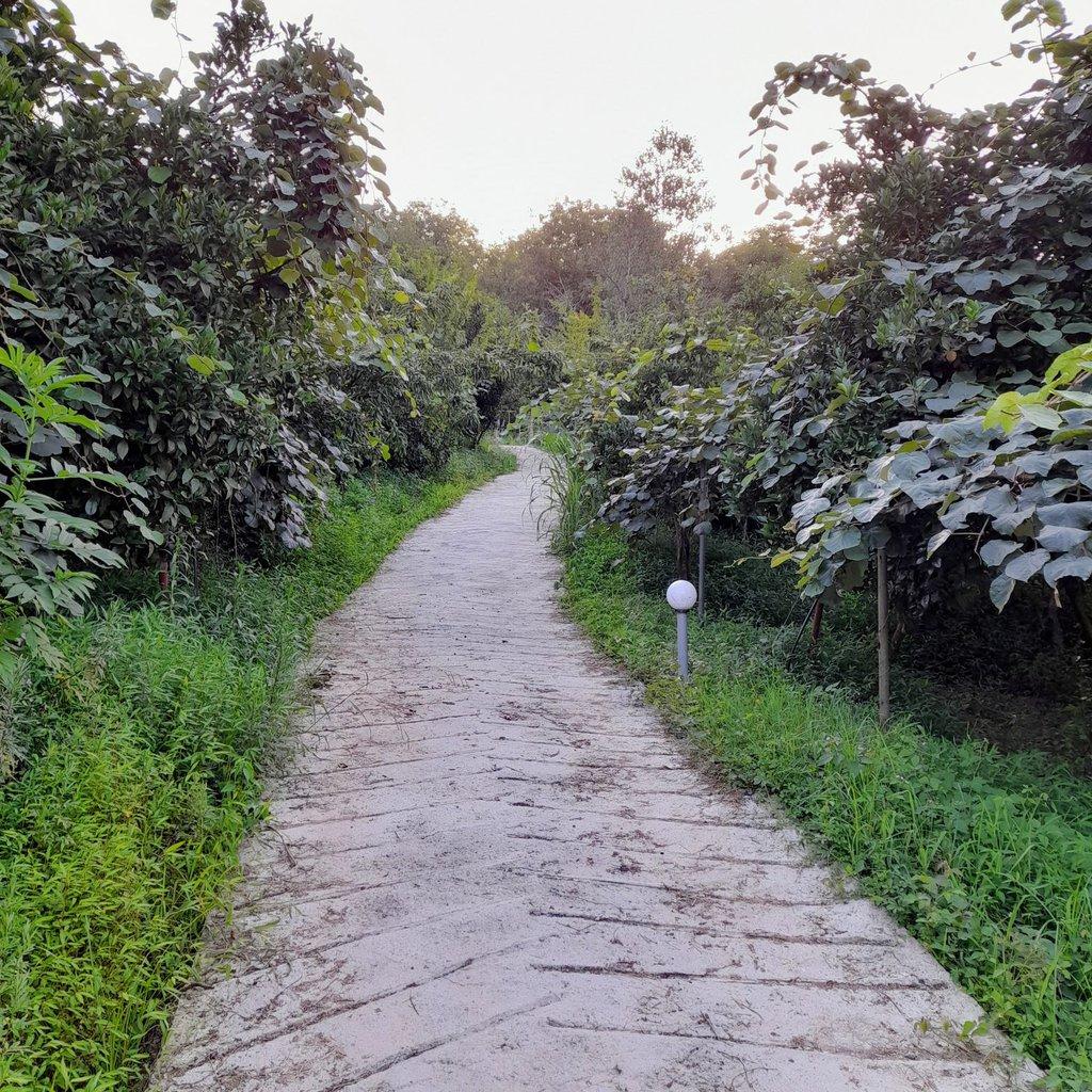 کلبه آرامــــــــــش امینی در رامسر