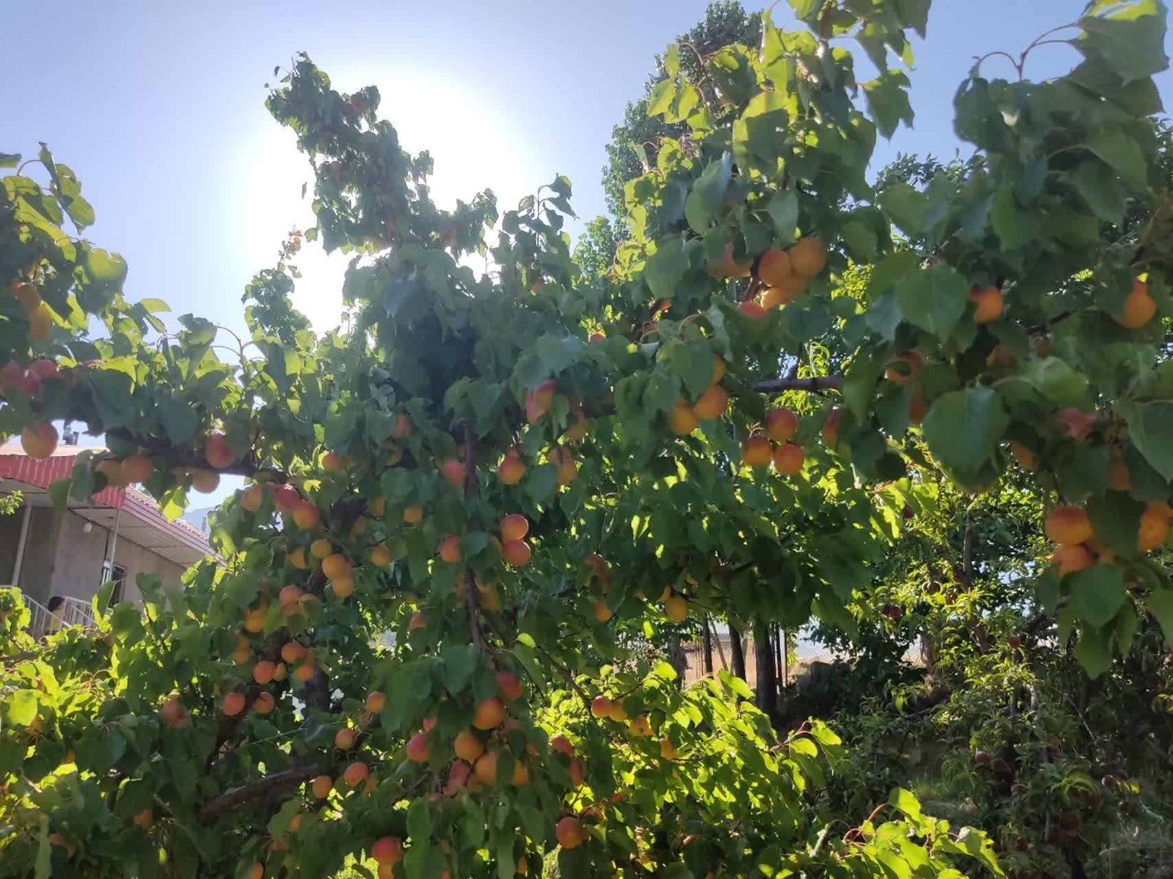 باغ ویلا دو خوابه آبشار آب سفید در الیگودرز