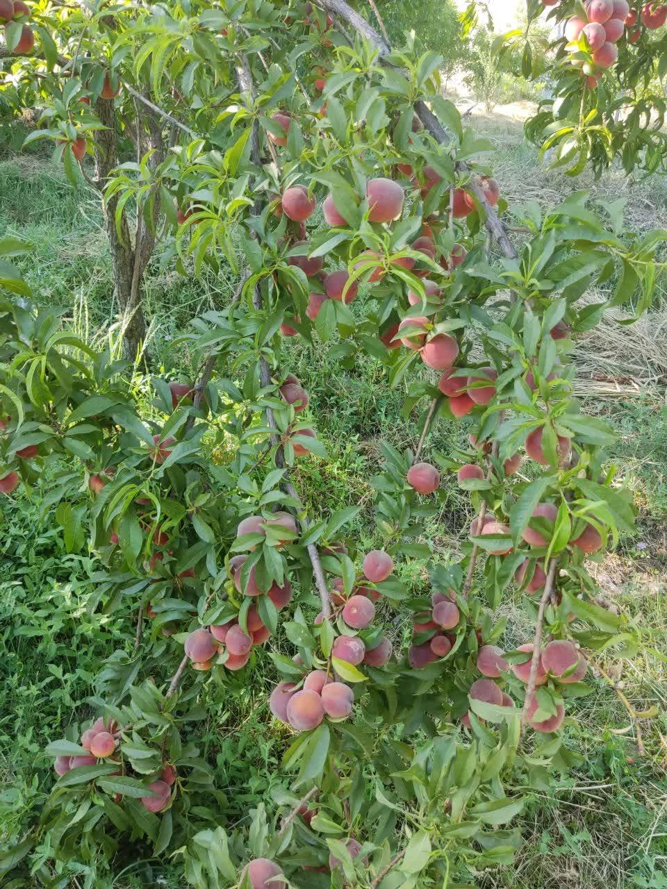 باغ ویلا دو خوابه آبشار آب سفید در الیگودرز