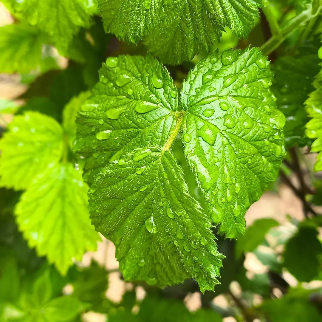 ویلا باغ اجارهای ایلیا-سوئیت بزرگ در سی سخت