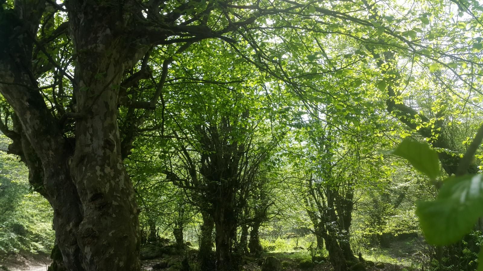 ویلا علی آباد روستایی در کوهپایه و نزدیک جنگل