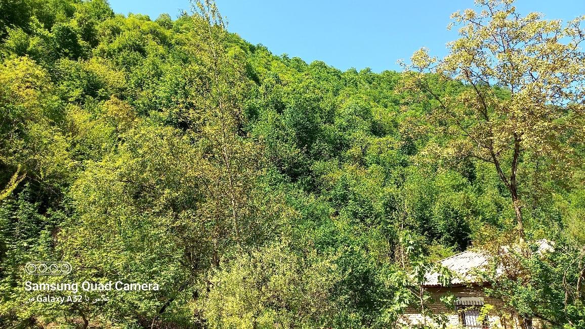 کلبه چوبی سوئیسی دلوین در جاده اسالم