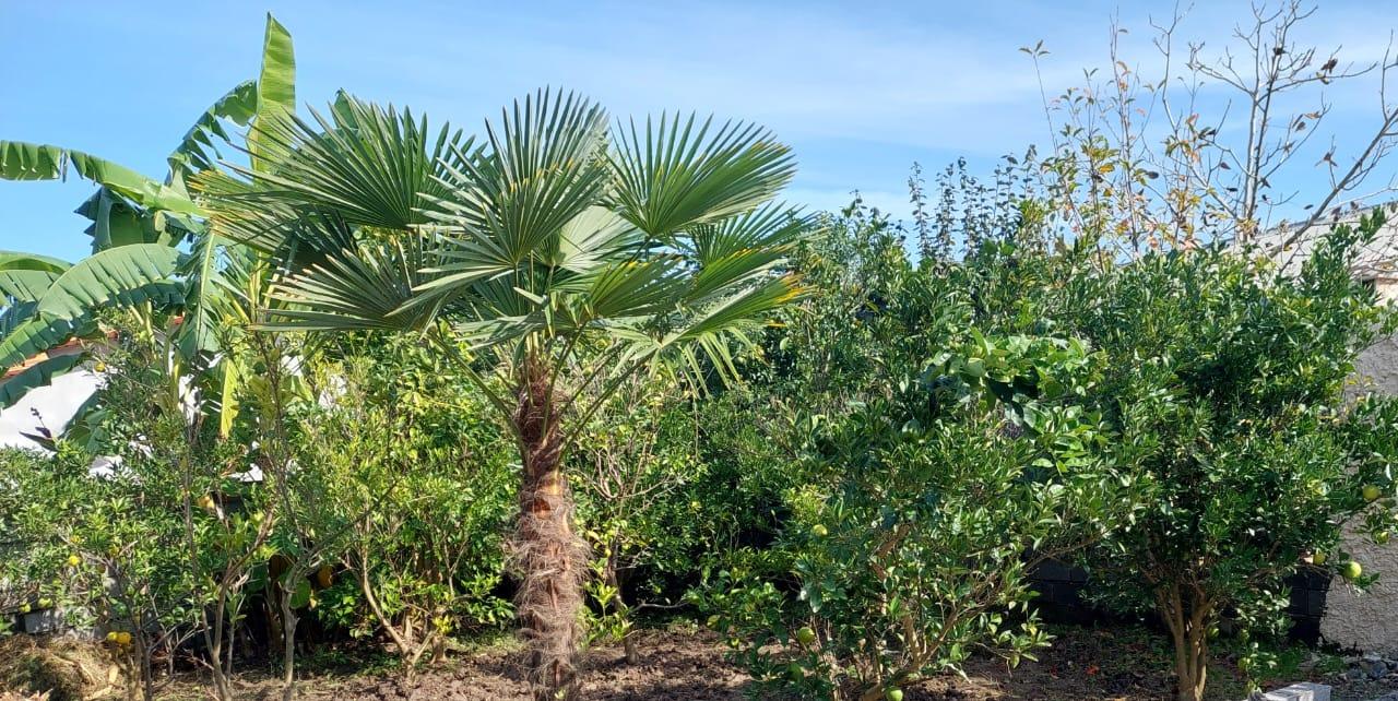 ویلا جنگلی دو خواب نعیمی