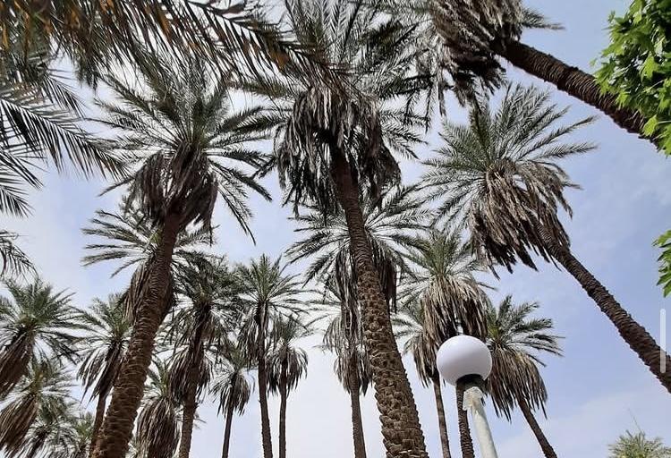 باغ بومگردی بهار نارنج شهداد