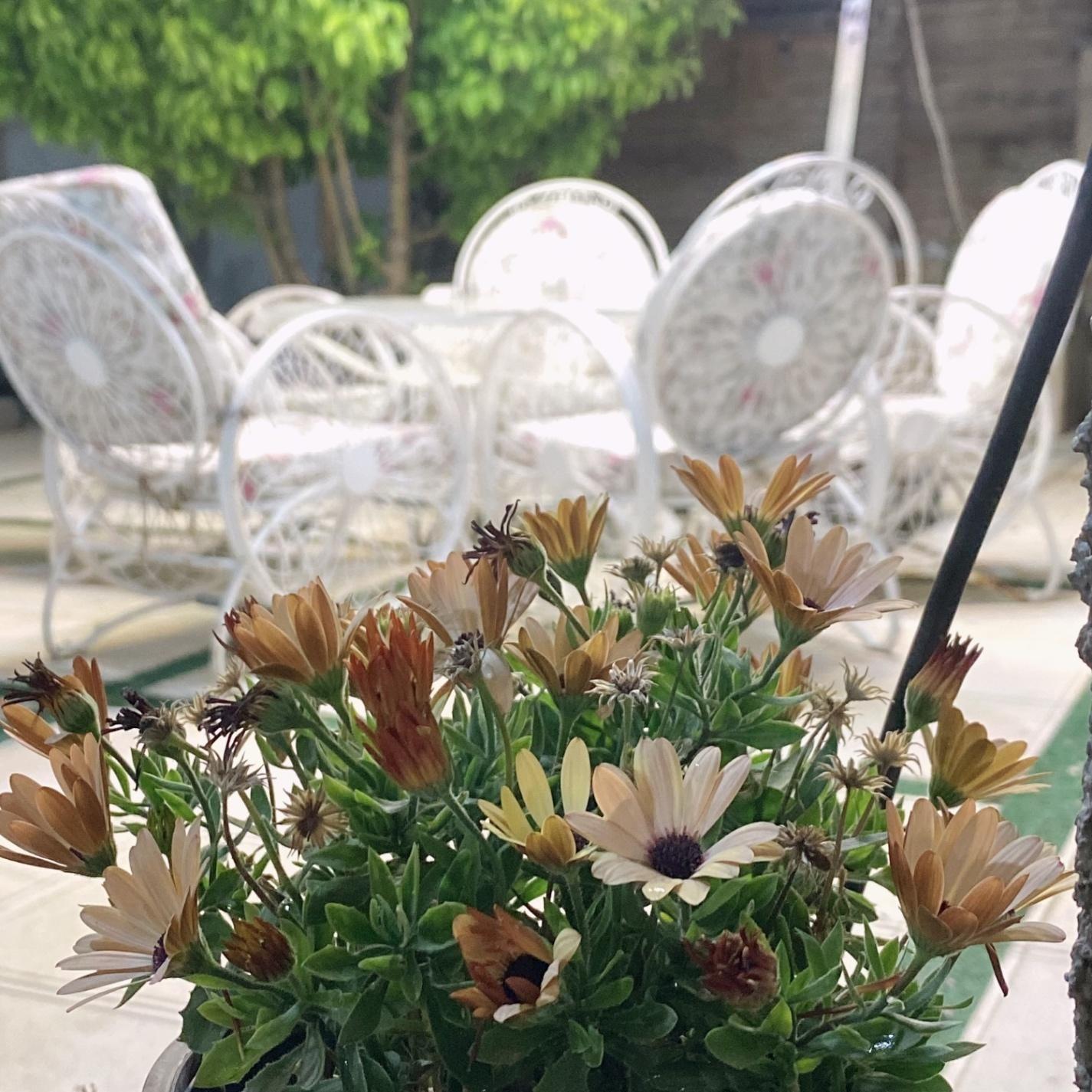 کلبه چوبی تک خواب دشت ارژن