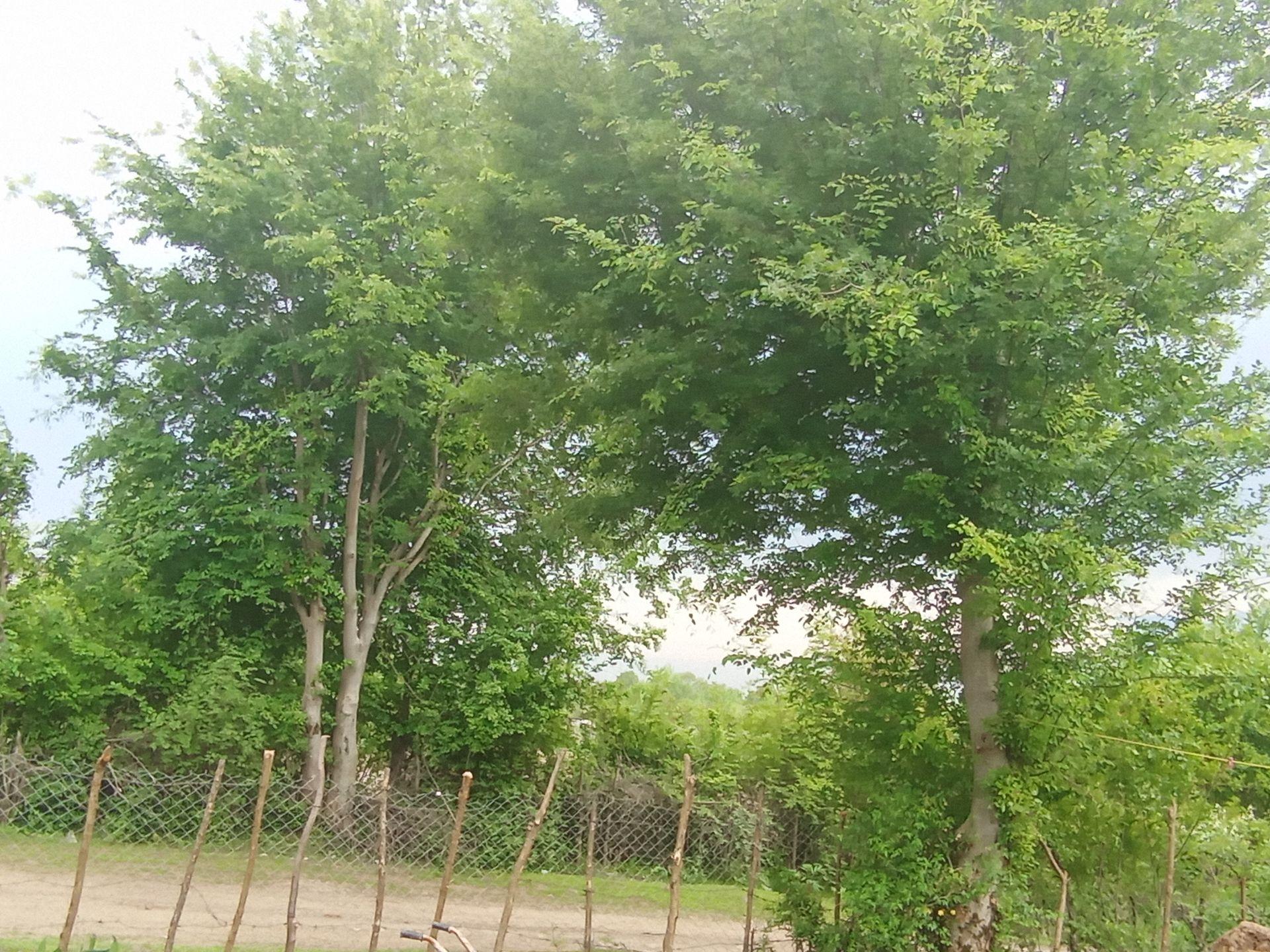 ویلایی دو خوابه جنگلی