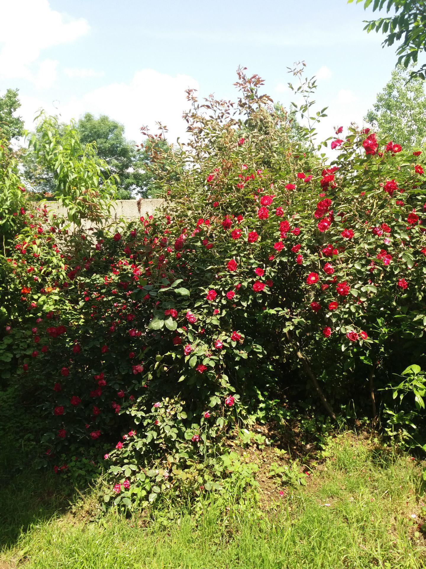 اجاره ویلا استخردار در طبیعت ماسال