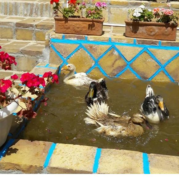 اقامتگاه بوم گردی چنارستان در درود نیشابور