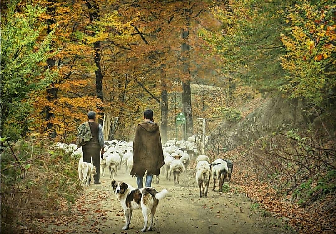 ویلا روی کوه و جنگل بر رودخانه اسالم