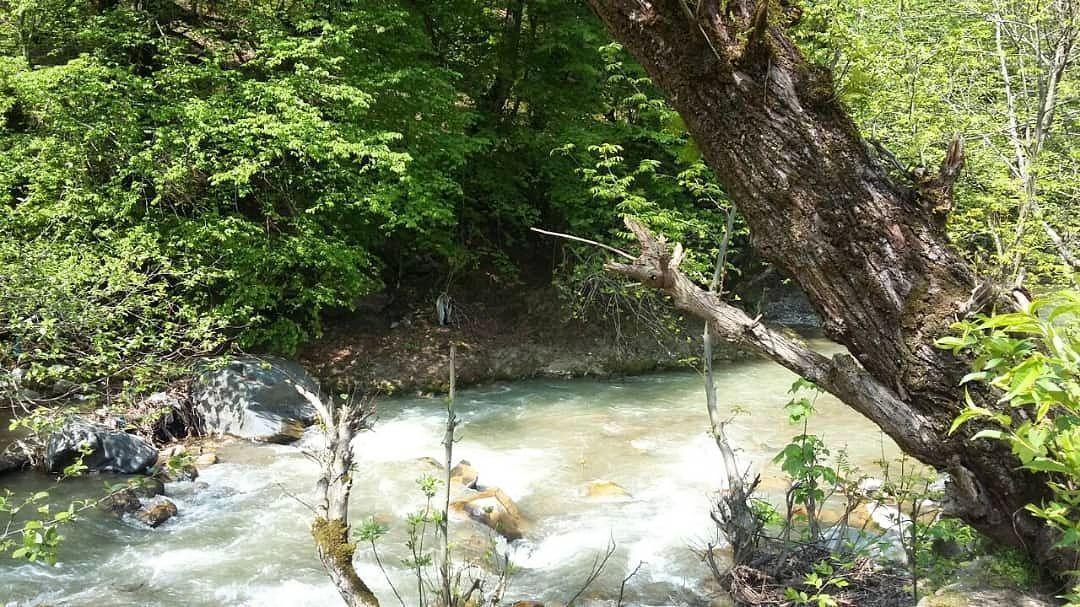 ویلا جنگلی دوبلکس با آلاچیق مسقف بر رودخانه اسالم