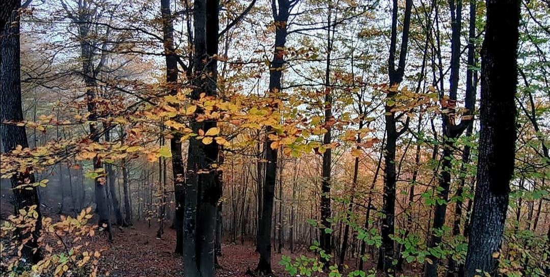 ویلا جنگلی دوبلکس با آلاچیق مسقف بر رودخانه اسالم